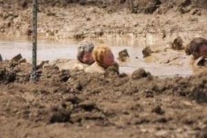 two people swimming through mud pit at the Muds to Suds race